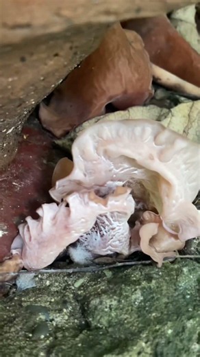 Pink Ear Fungus Found #mushroom #nature #beautiful #fungus #alien