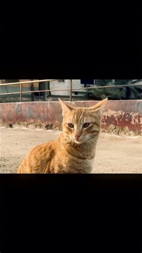 how to documentary filmmaking