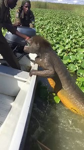 Mangrove Keeper | Epsilon Files