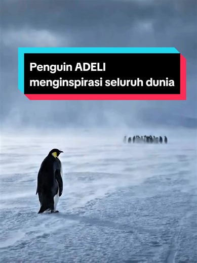 Terima kasih penguin Adeli 🥹😭 Senang mengenalmu #penguin #penguins #nihilistpenguin #globalstory
