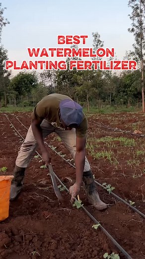 3.1K views · 1.2K reactions | Best watermelon planting fertilizer | Farm With Fred | Facebook