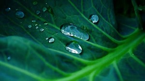 Water Droplets Glistening On Emerald Green Stock Footage Video (100% Royalty-free) 3775087633 | Shutterstock