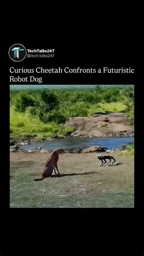 Curious Cheetah Confronts a Futuristic Robot Dog