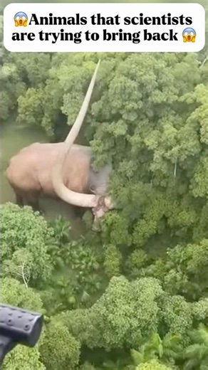 Animals That Could Return From Extinction…part 6 🫪