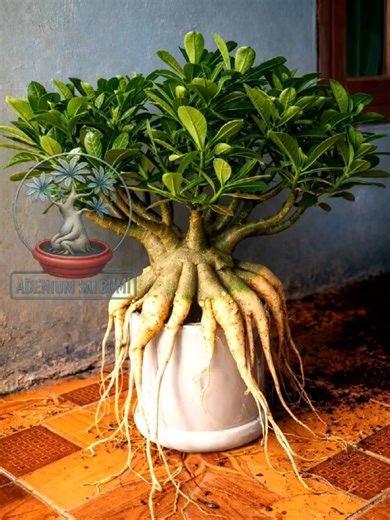Adenium Sai Bumi || Proses Seadanya Hasil Seikhlasnya #adenium #adeniumlovers #bonsai #bonsaiindonesia #tanamanhias
