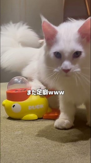I tried setting up a treat machine #CatCafeMocha #LifeWithCats #Cat