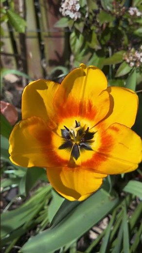 Why yellow tulips are a gardener's dream #tulips #gardening #flowers