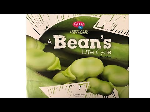 "A Bean's Life Cycle" Read Aloud