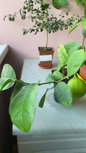 Лимон Пондероза. Лютий 2026