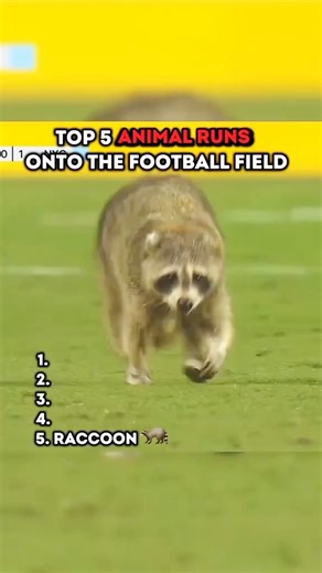 Top 5 Animals That Ran Onto the Football Pitch 😸#shorts