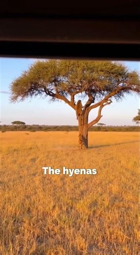 Hyena Chases Baboon Up Tree - Epic Escape Caught On Camera #safari #shorts #animals