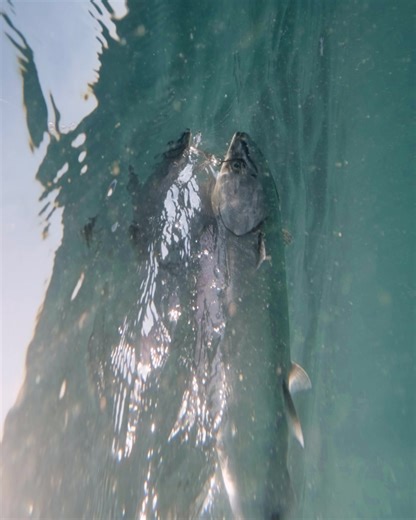Salmon near Sooke, just prior to release. | Scotty Fishing Products