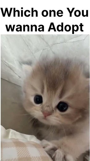 Which Little Kitty You wanna Adopt 😻