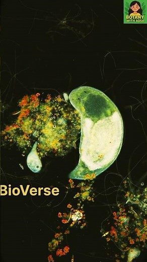 This Tiny Creature Can Regrow Its Body 😱 | Freshwater Flatworm
