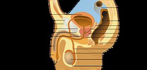 MALE REPRODUCTIVE SYSTEM