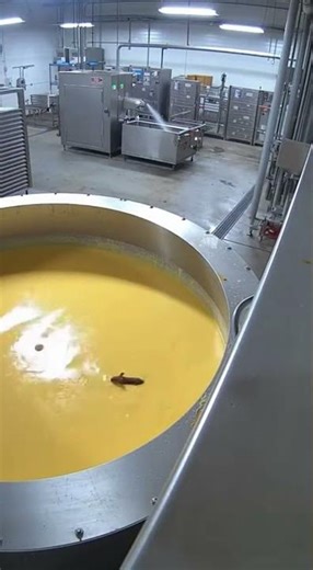 😱 🤯 WHY The Mouse Did This ??