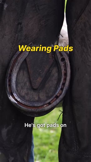 2.7K views · 19 reactions | Horses wear pads for many reasons. For chinois was a case of a combine action of hoof conformation and sore feet when going over various ground surfaces. Different horses require set ups and this worked for him during his working career. #farrier #equine #farrierlife #horses | Harry Spinks Farrier Ltd | Facebook