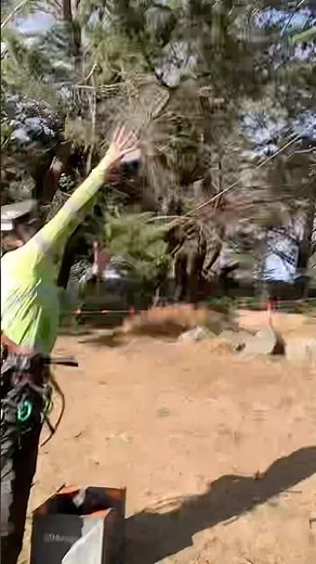 How to set a throw line to climb a tree with professional Arborist.