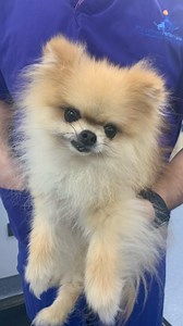 34K views · 1.5K reactions | Pomeranian Teddy may be small but he has...