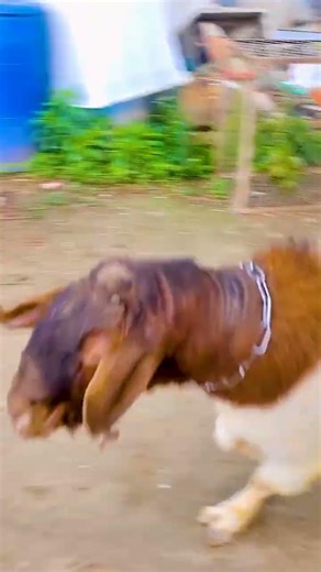 Why Sheep Smell Each Other 🐑