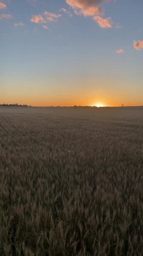 June in Kansas hits different 🌾#wheat #harvest #farming #sunset #kansas
