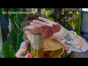 top 10 favourite houseplants i'm growing this spring 🌿🌞