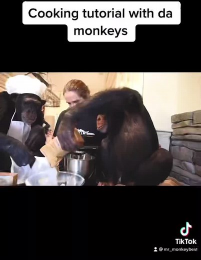 Monkey Cooking in China