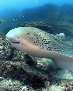 Sit back and enjoy amazing diving encounters from 2020 by @finsandphotography 麗 | Adreno | Facebook