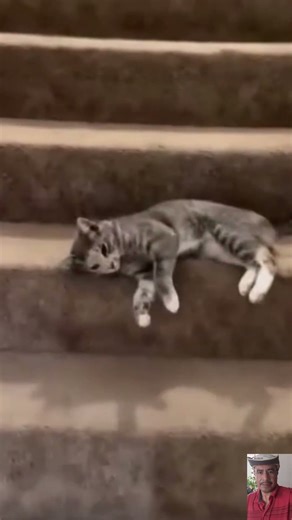 Animales Graciosos🤣🤣#funny #viral #humor #like #laugh #foryou #lol #🤣🤣