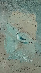 Watching this bird dance is pretty funny 😂 #ilovetheocean #dancingbird #dance #waltz #laugh #funny | I Love The Ocean