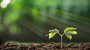 The Extended Beauty Of Photosynthesis