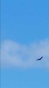 Memorable flight of a magnificent black hawk. #shorts