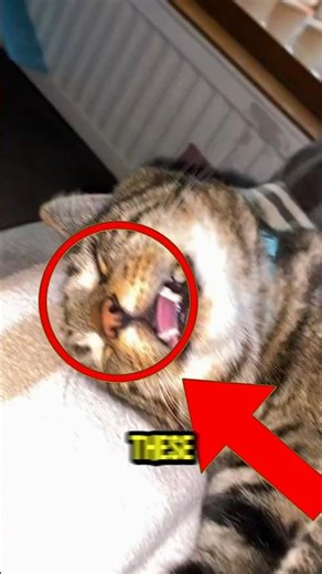 Top 4 Animals That Sleep the Weirdest Ways #WeirdAnimals #AnimalFacts #StrangeHabits