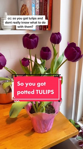 Tulips Care: Tips for Potted Plants and Blooms