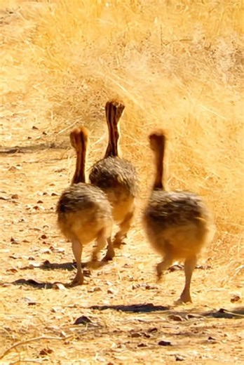 Ostrich chicks must cross ground with temperatures of 104 °F just to get water.#wildlife #animals #usa #uktiktok #documentary