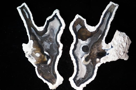 RARE Agatized Coral Geode Pair Black Druzy Specimen Cut & Polished Uv-reactive Fossil - Etsy