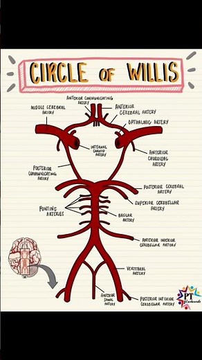 🧠 Circle of Willis | Cerebral Arterial Circle Anatomy Simplified