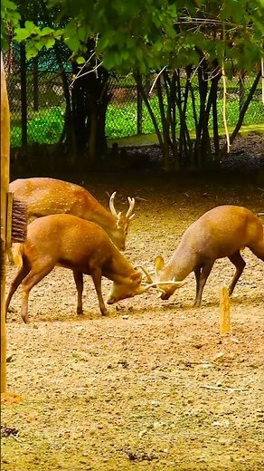 The Role of Deer in Biodiversity: Why They Matter