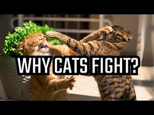Why Do Cats Fight? The Feline Feud Explained!