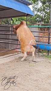 8.5M views · 25K reactions | Hyper active bull breaks into a stall | Biggest Bulls Photography | Facebook