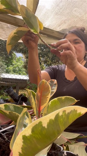 1.1K views · 42 reactions | Tutorial on How to Propagate A rubber plant its Very Easy Please watch and thank you so Much❤️ #lovepropagating | Locarno farm Nursery | Facebook