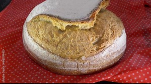 Closeup slow tilt shot of a freshly baked uncut loaf of crusty white sourdough bread from an artisan bakery.