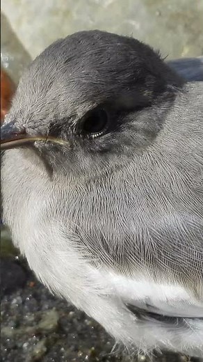 【どアップ野鳥撮影】セキレイのかわいい巣立ち雛【セグロセキレイ幼鳥】4K画質あり