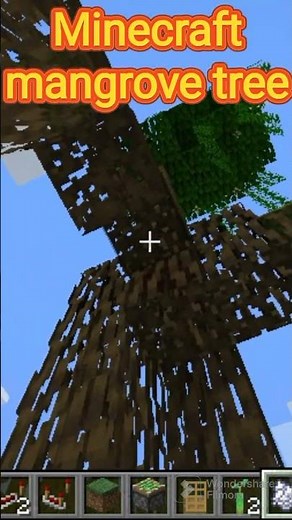 how to grow mangrove tree minecraft #minecraft #minecraftshorts