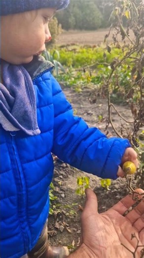 Ryan loves to harvest his own tomatoes and eats them straight away 😀. #toddlers #farming #camping