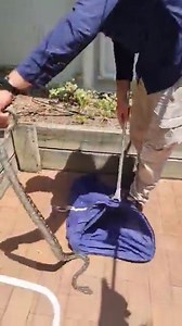 967K views · 10K reactions | Far Out Brown Snakes Are Quick! Crazy busy day today! This job was certainly epic! Eastern Browns certainly keep us on our toes! | Sunshine Coast Snake Catchers 24/7 | Facebook