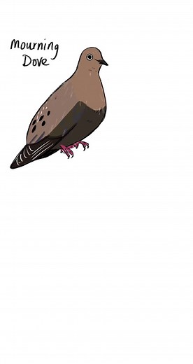 Had so many comments of people saying they got these two sounds confused, so I thought this might help. #mourningdove #loon #birdsounds