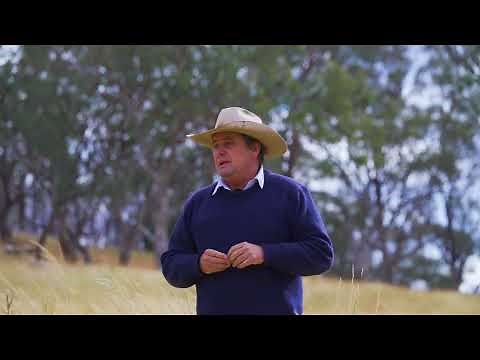 Using Maremma Dogs to protect Sheep Flocks