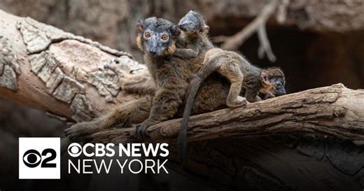 Bronx Zoo announces birth of rare, endangered lemurs