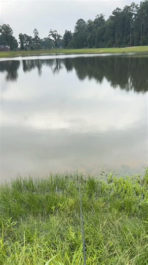 157K views · 4.3K reactions | Bbq’d bass sandwich (catch clean cook) #cooking #fishing #outdoors #easyrecipe #cheapprice #seafoodlover | Wade Fishez | Facebook